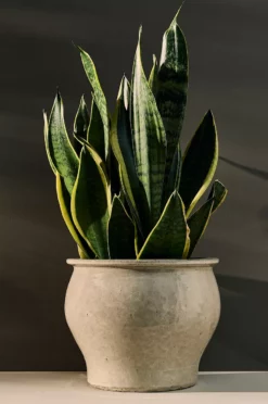 Krukke Agnes Høyde 22,5 Cm -Hjemmedekorasjon Salg 2024 b 1622