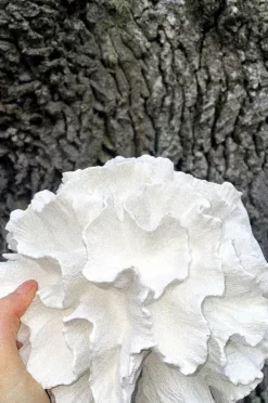 CORA Dekor 11 CORA Dekor -Hjemmedekorasjon Salg 2024 b 840